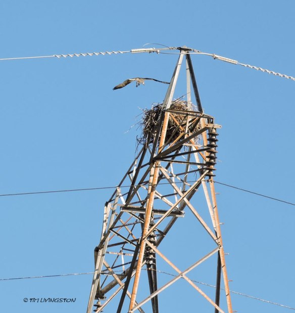 osprey, fishing, fish hawk