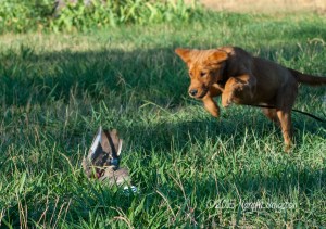 2015-07-22_Bliss_first-pigeon_5714