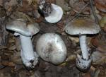 Amanita ocreata, aka North America's Western Destroying Angel