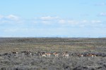 20160411_antelopesm