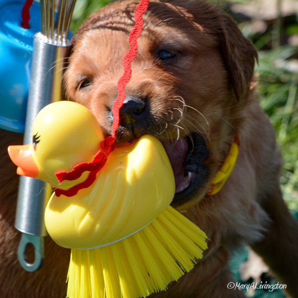 2017-02-26_puppy_duck-sm