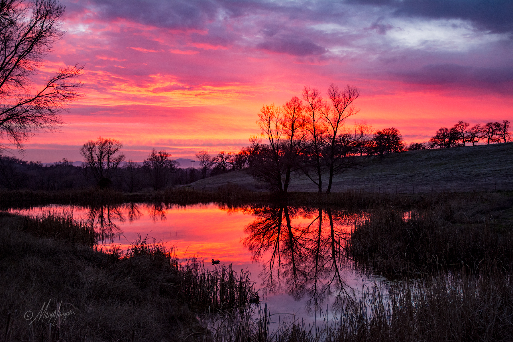 WinterSunset_MaryALivingston_sm